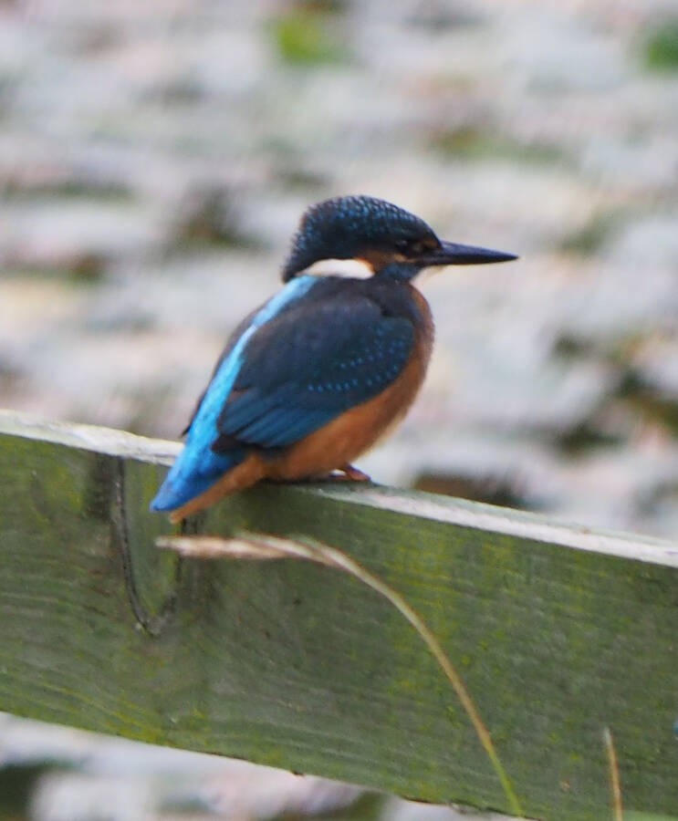 photographer Rosewood  Pix wildlife  photo