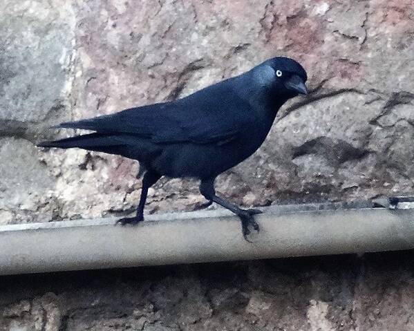 photographer Hickers wildlife  photo