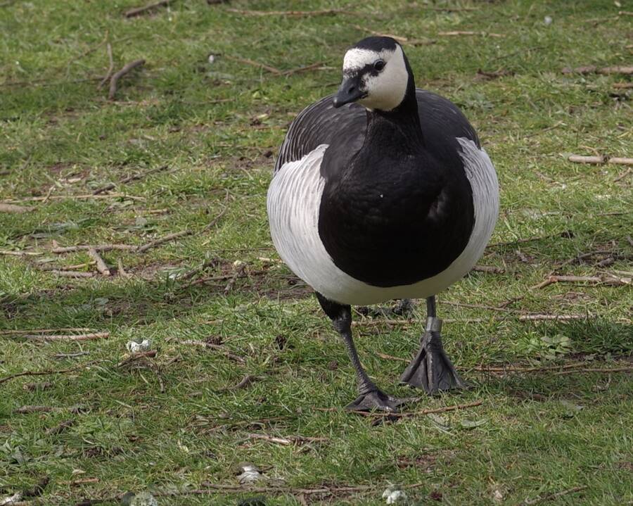 photographer Fotochawes wildlife  photo