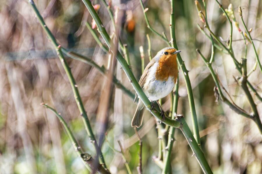 photographer dntphotographs wildlife  photo