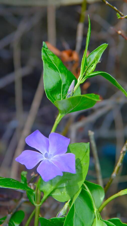 photographer BONDVIDAGE still life  photo taken at Home