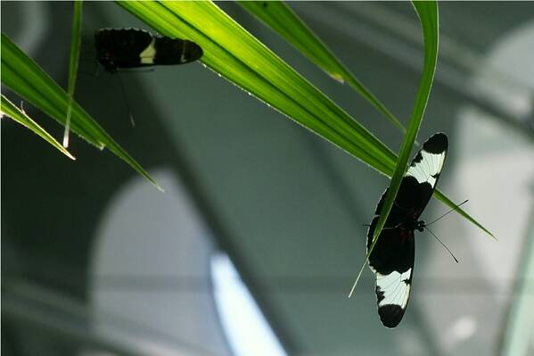 photographer Bitten by the Bug wildlife  photo