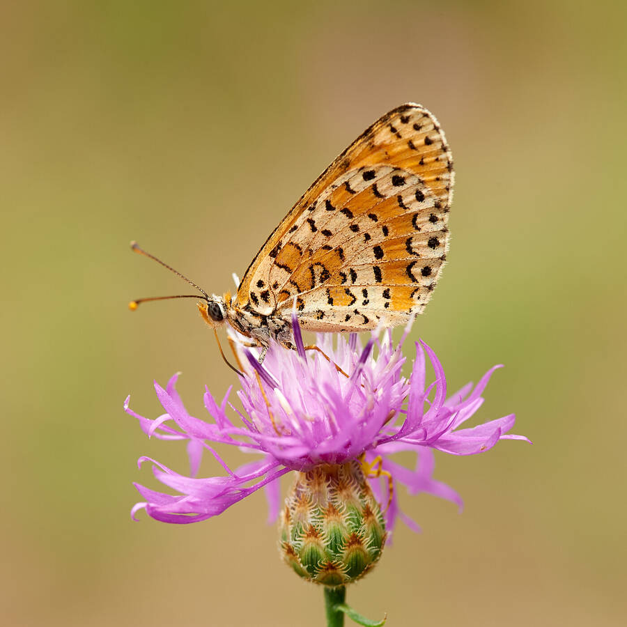 photographer angellightphoto wildlife  photo