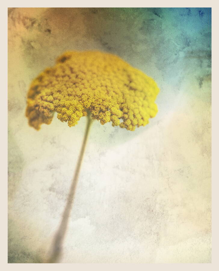 photographer  fine art  photo