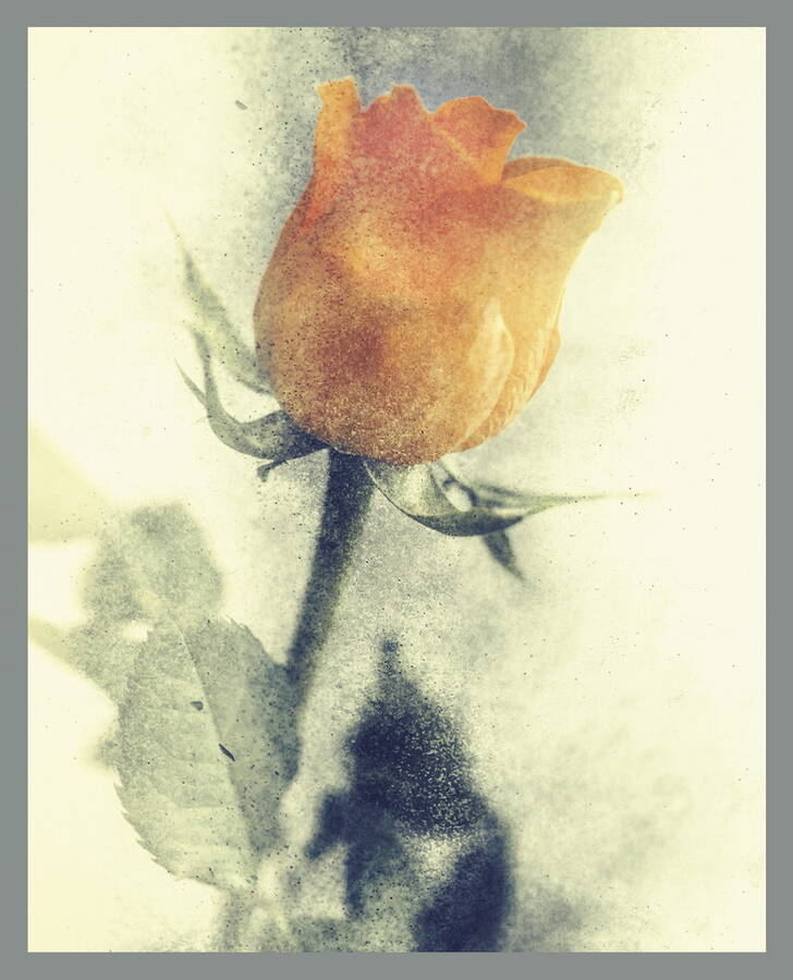 photographer  fine art  photo