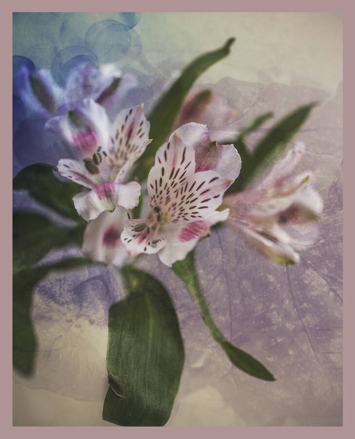 photographer  fine art  photo