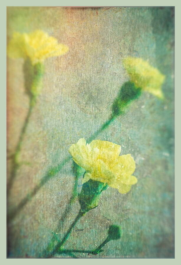 photographer  fine art  photo