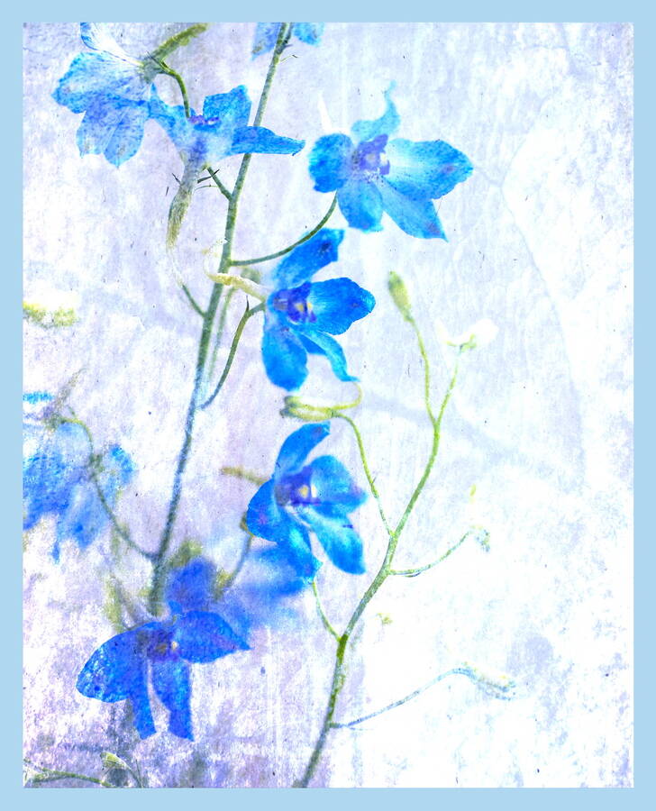 photographer  fine art  photo