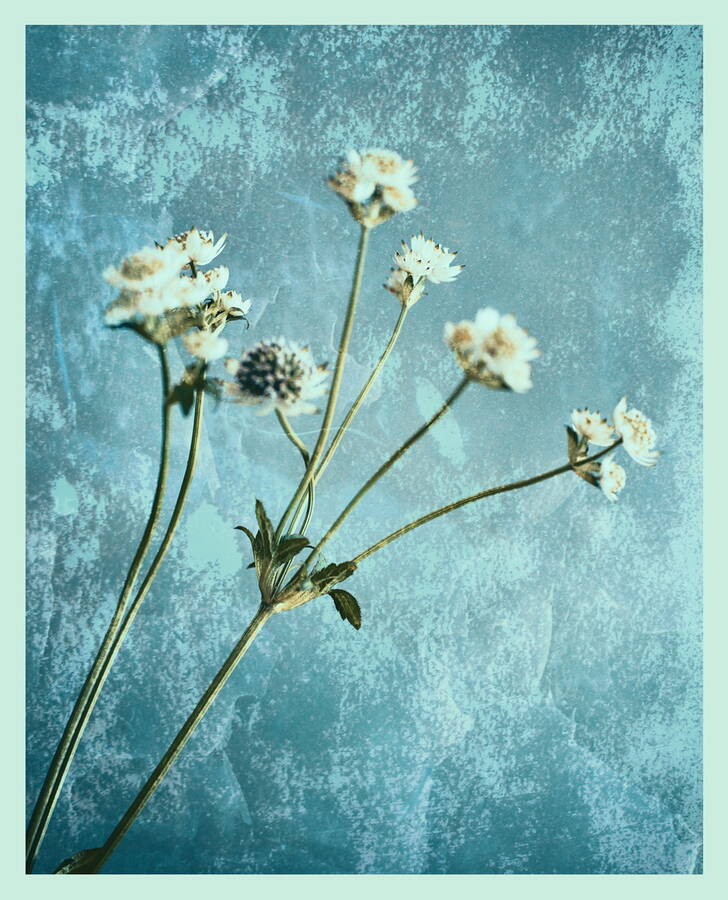 photographer  fine art  photo