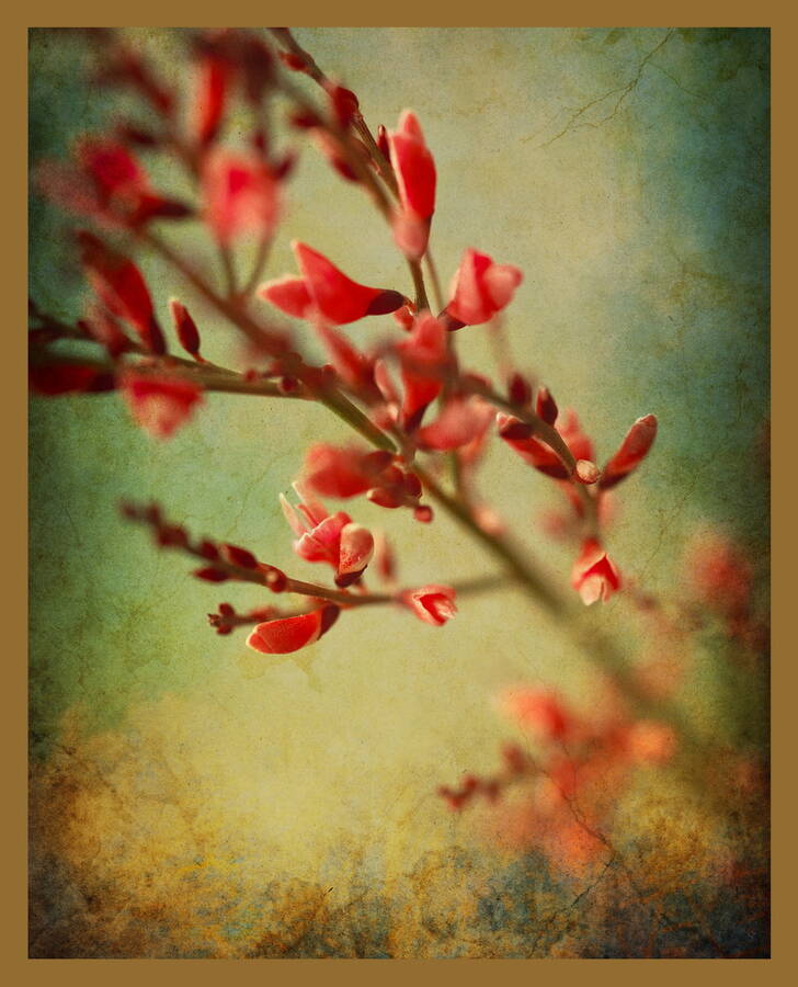 photographer  fine art  photo