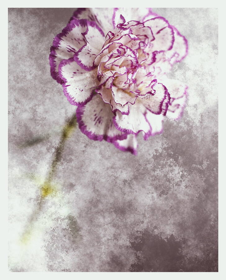 photographer  fine art  photo