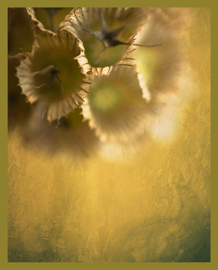 photographer  fine art  photo