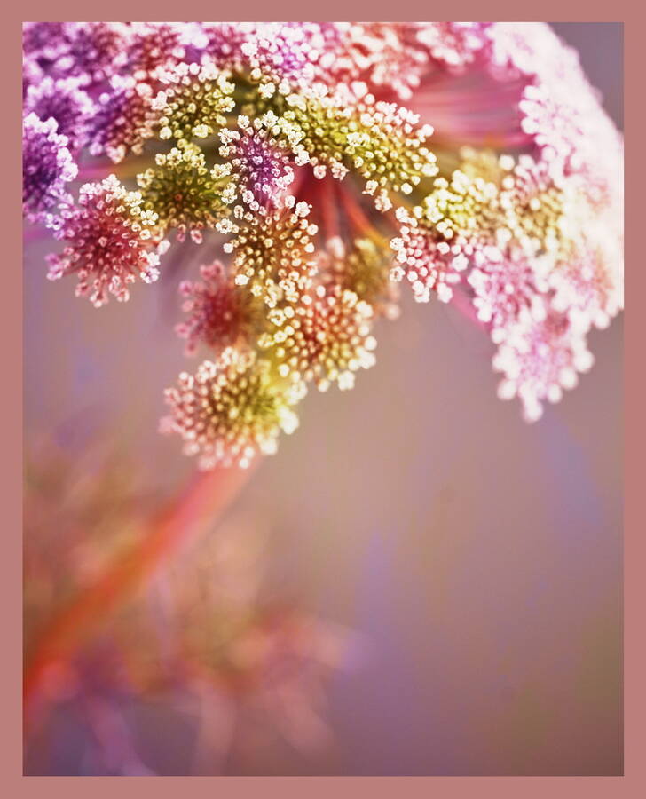 photographer  fine art  photo