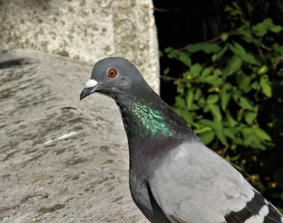 photographer Vertor wildlife  photo taken at Barrow in Furness