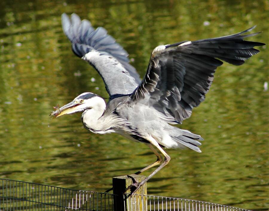 photographer Vertor wildlife  photo taken at Barrow in Furness