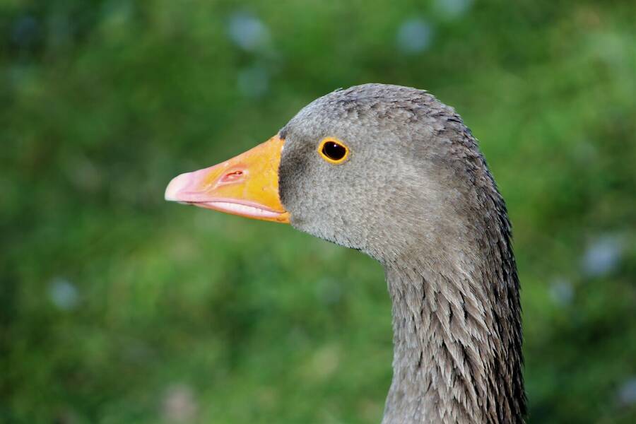 photographer Vertor wildlife  photo taken at Barrow in Furness