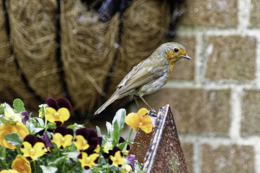 photographer dntphotographs wildlife  photo