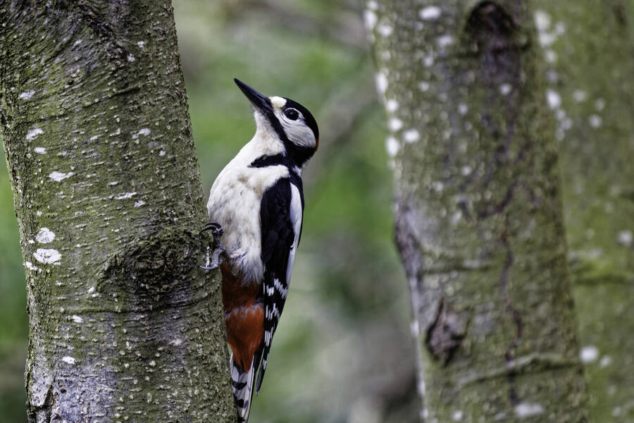 photographer dntphotographs wildlife  photo