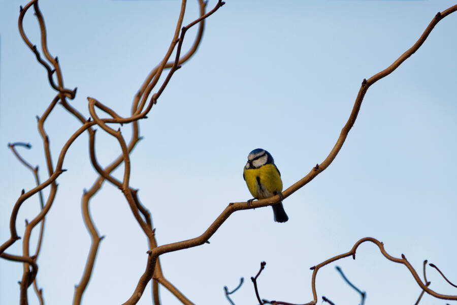 photographer dntphotographs wildlife  photo