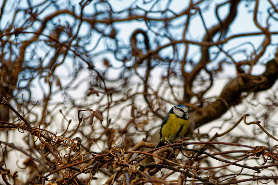 photographer dntphotographs wildlife  photo