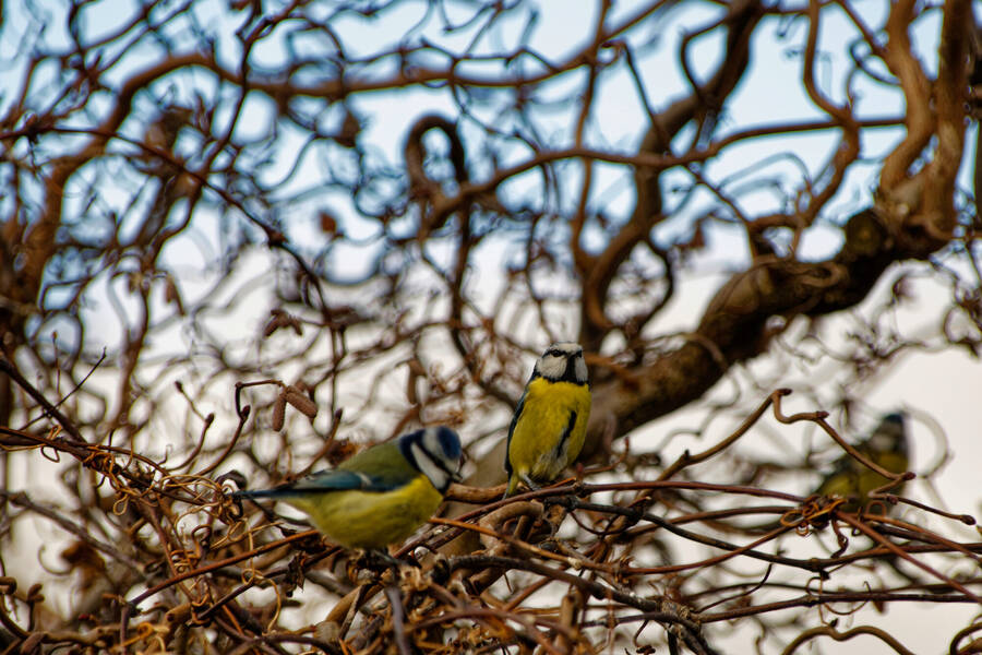 photographer dntphotographs wildlife  photo