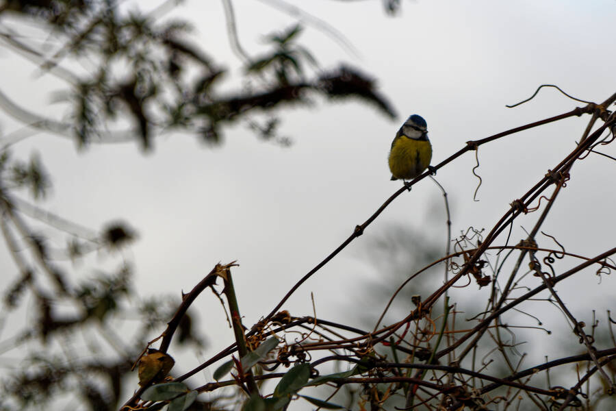 photographer dntphotographs wildlife  photo taken at North Yorkshire
