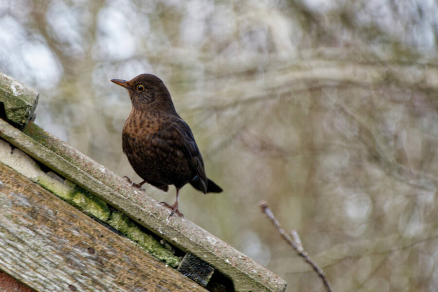 photographer dntphotographs wildlife  photo