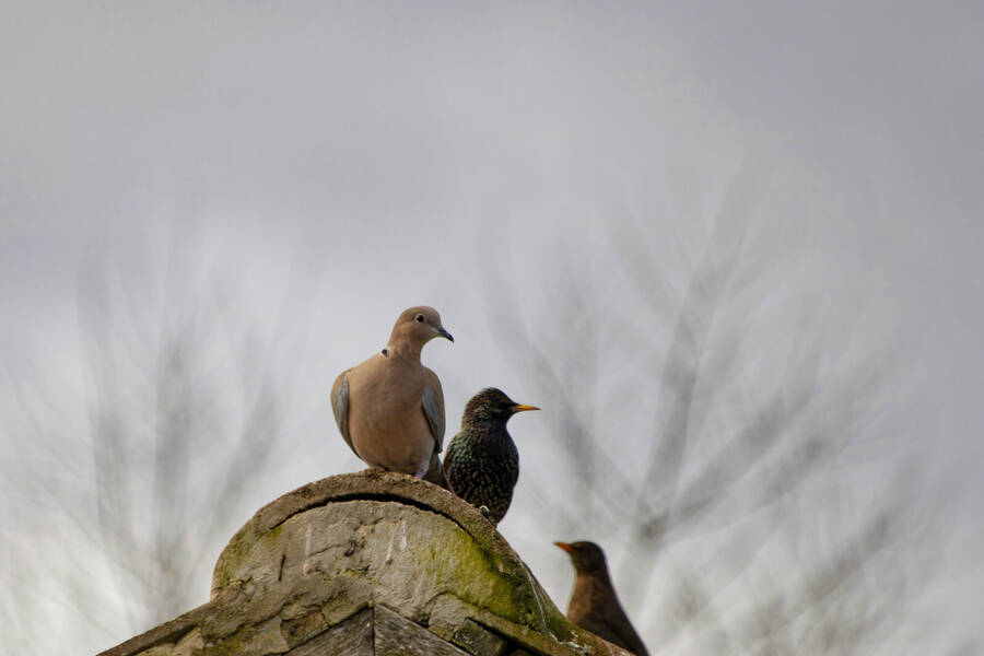 photographer dntphotographs wildlife  photo