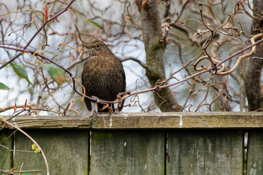 photographer dntphotographs wildlife  photo