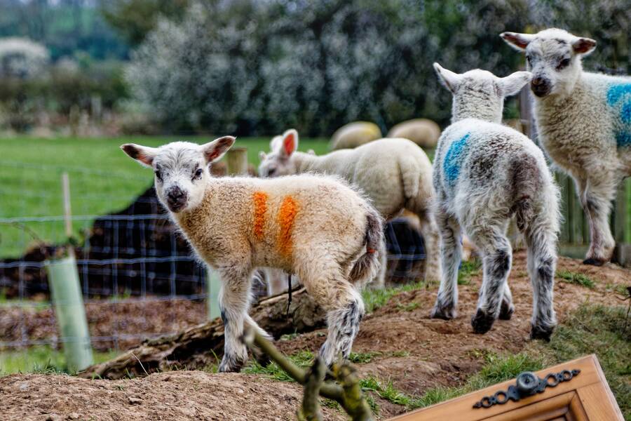 photographer dntphotographs wildlife  photo