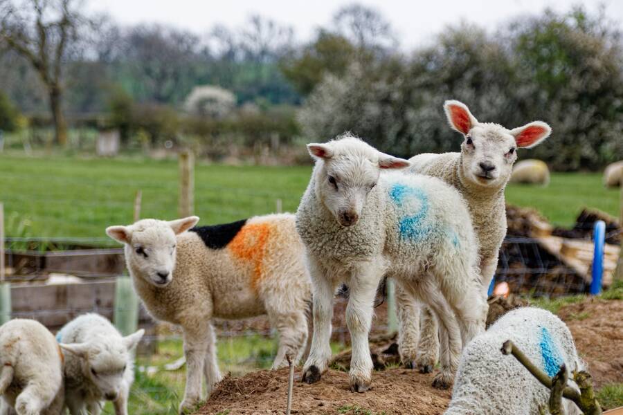 photographer dntphotographs wildlife  photo