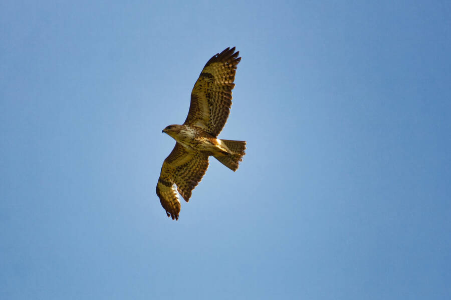 photographer dntphotographs wildlife  photo taken at Dalton Gates