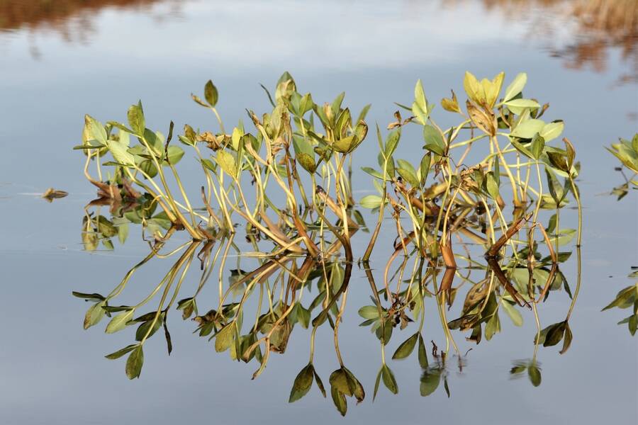 photographer Bernard Lynch still life  photo