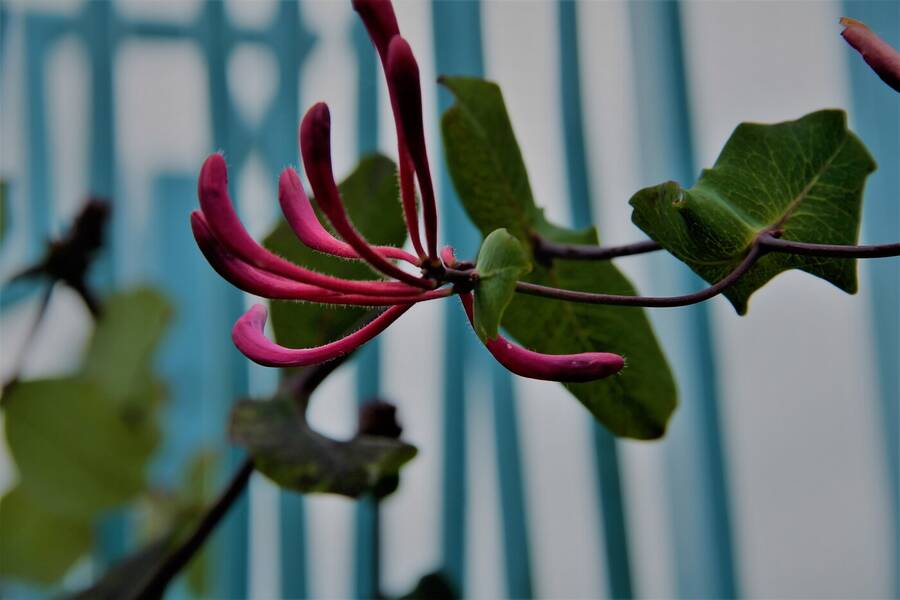 photographer Vertor still life  photo