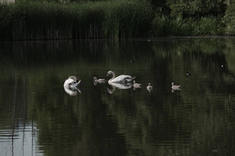 photographer Fotochawes wildlife  photo