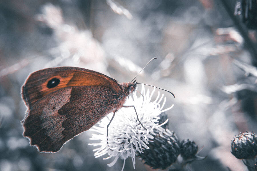 photographer Gabriel Burns macro  photo