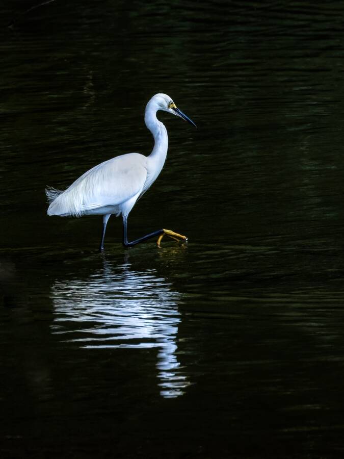 photographer Steve wildlife  photo