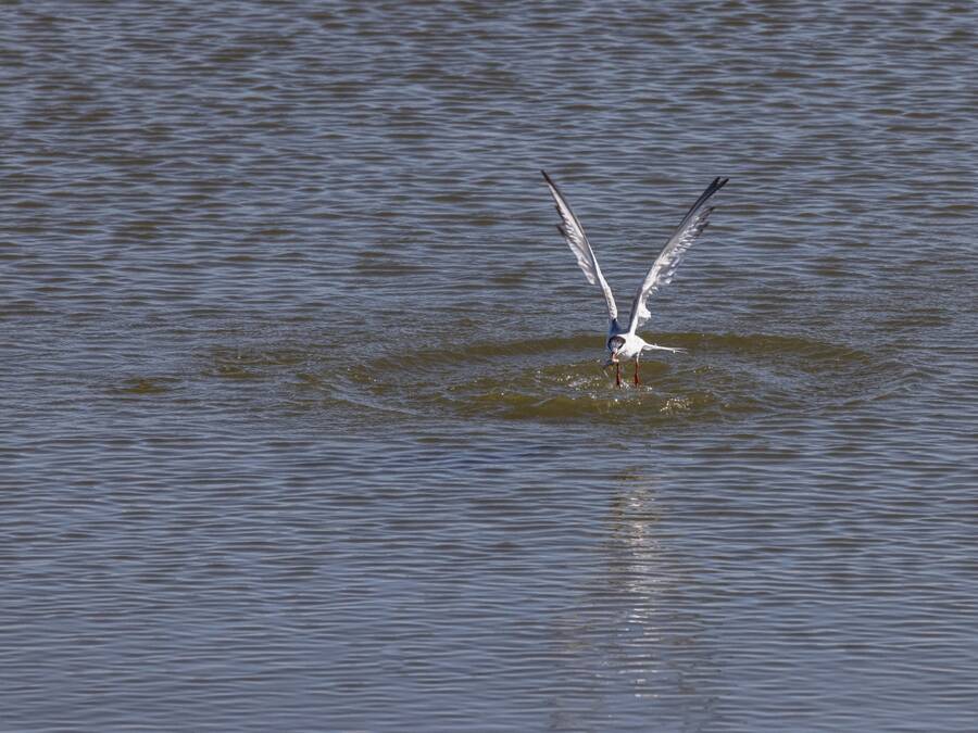 photographer Steve wildlife  photo