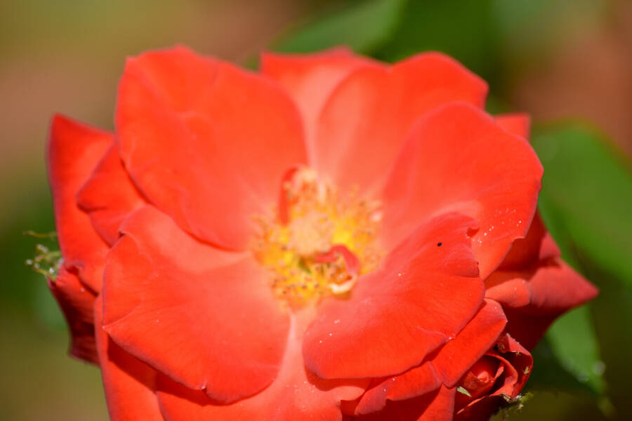 photographer happysnappy uncategorized  photo