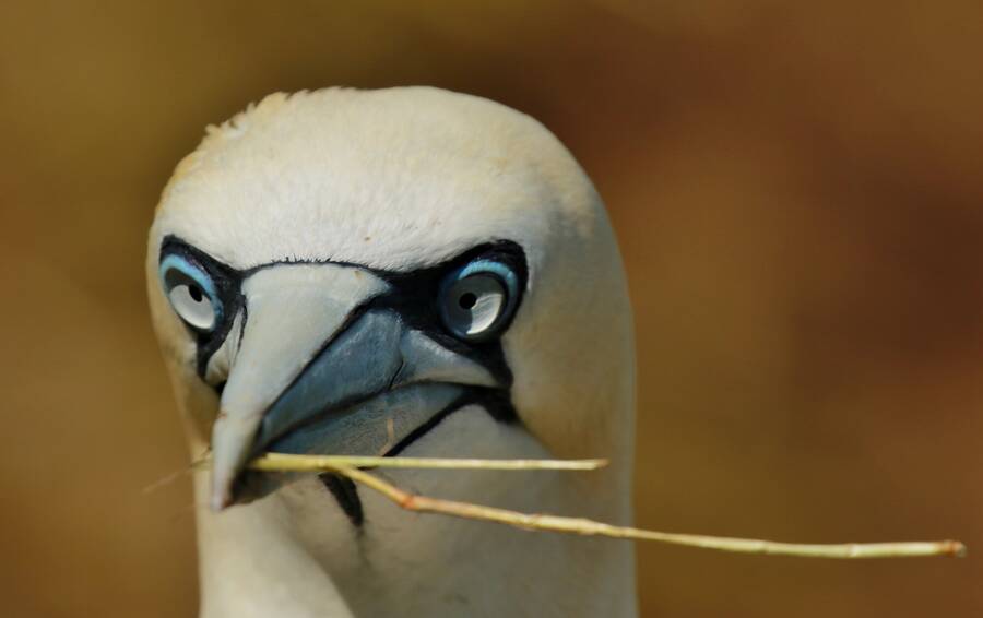 photographer northants wildlife  photo taken at Bempton Cliffs