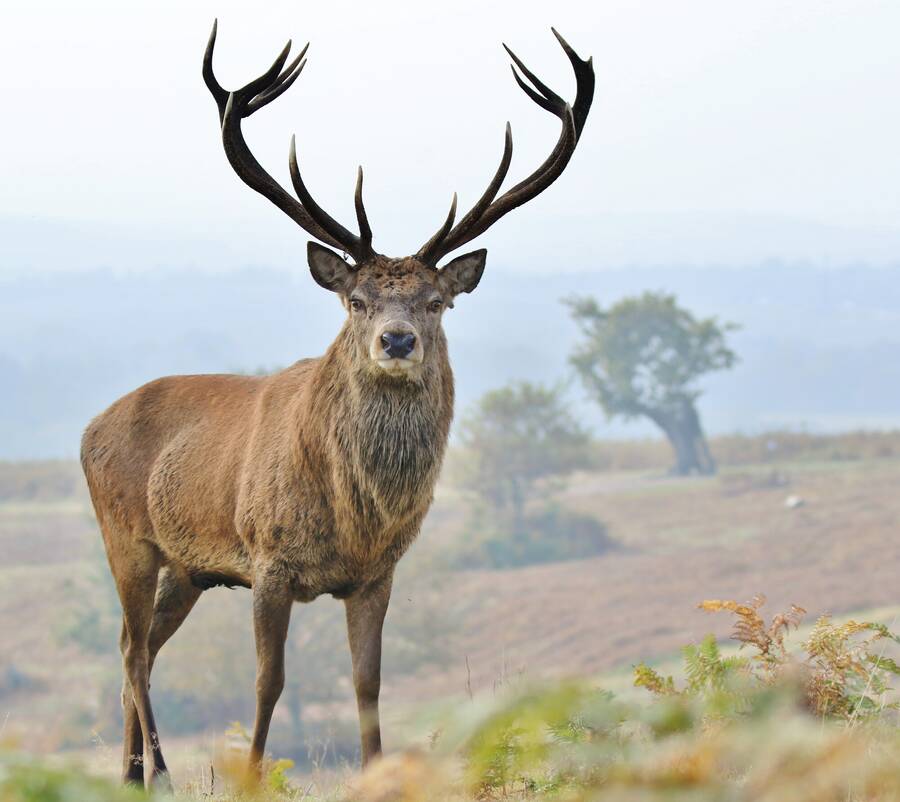 photographer northants wildlife  photo