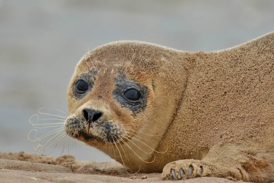 photographer northants wildlife  photo taken at Holy Island