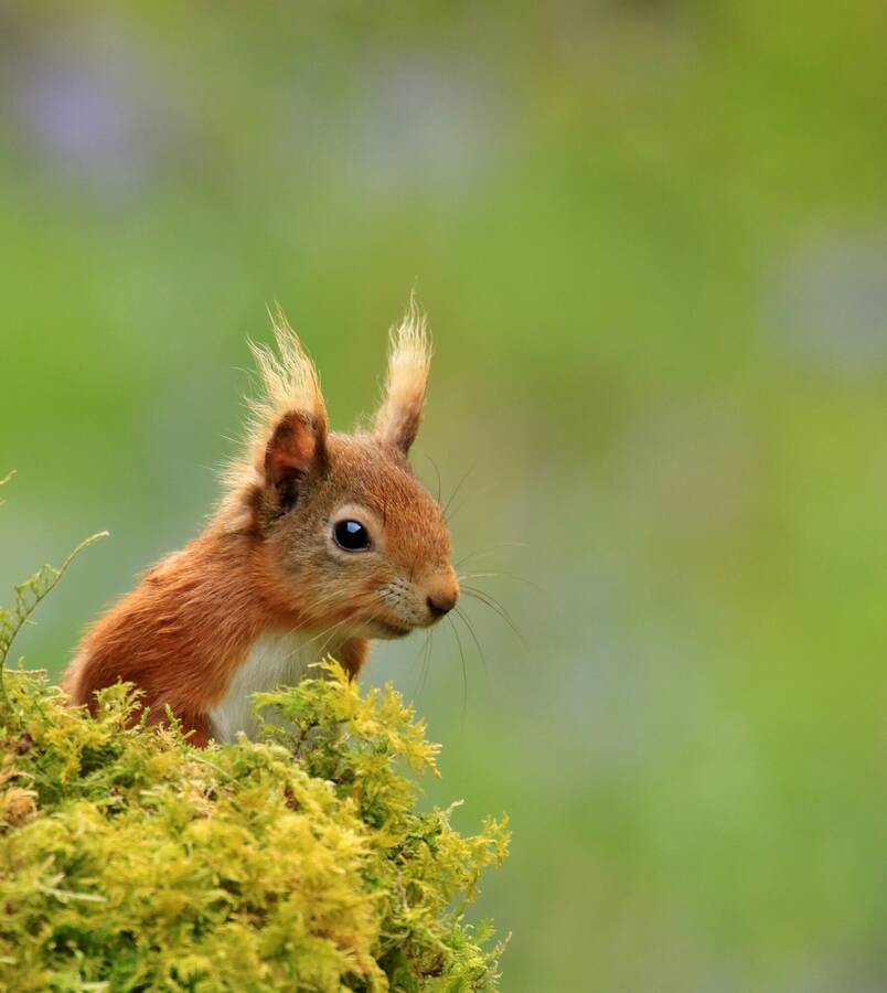 photographer northants wildlife  photo taken at SW Scotland