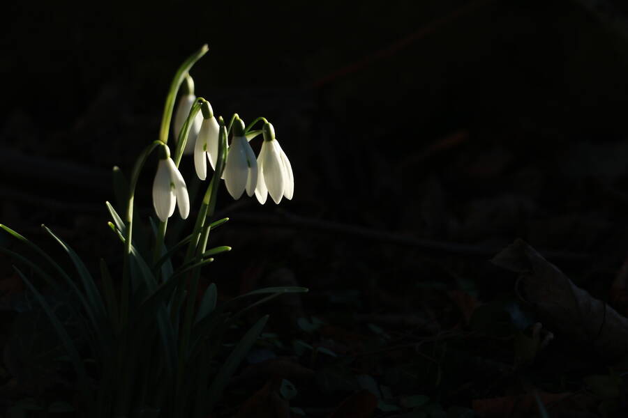 photographer northants still life  photo taken at Northants