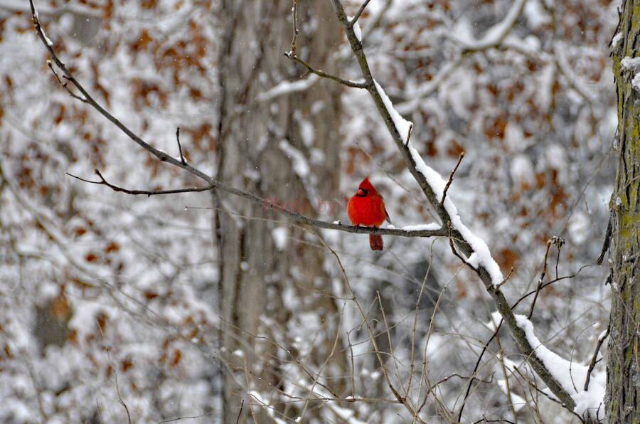 photographer Photos by Ken wildlife  photo
