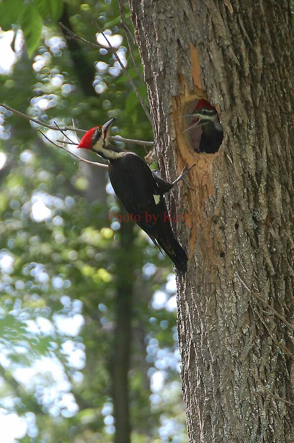 photographer Photos by Ken wildlife  photo taken at Ohio