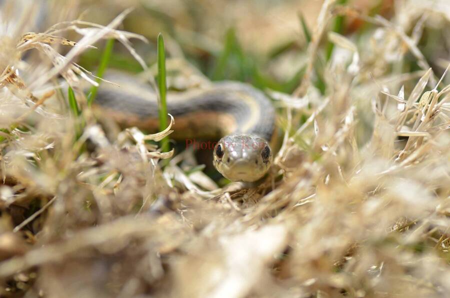 photographer Photos by Ken wildlife  photo taken at Ohio