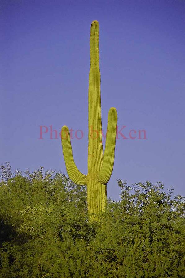 photographer Photos by Ken landscape  photo taken at Tonto National Forest, Arizona