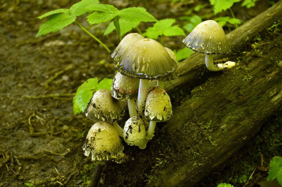 photographer Photos by Ken still life  photo taken at Ohio