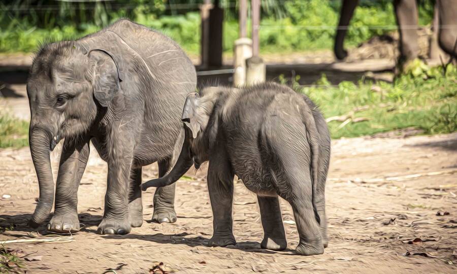 photographer Alex wildlife  photo taken at Sri Lanka